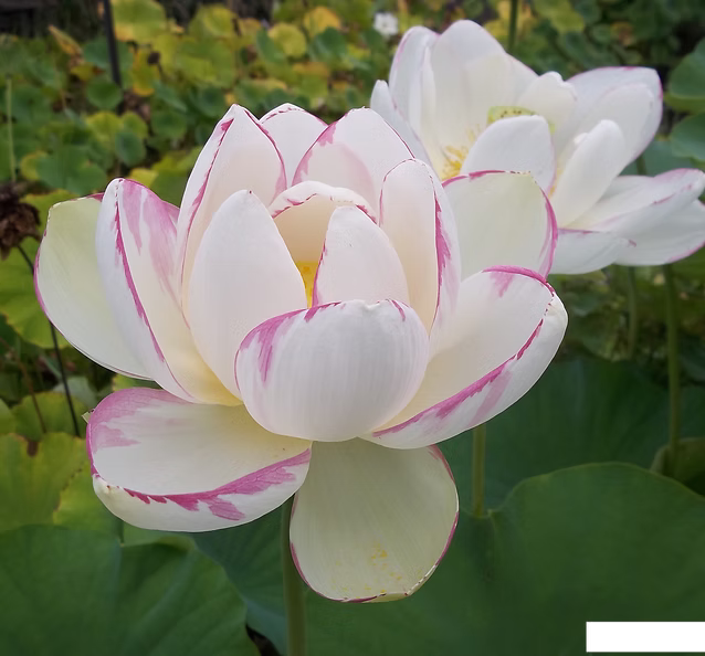 Nelumbo Grandi