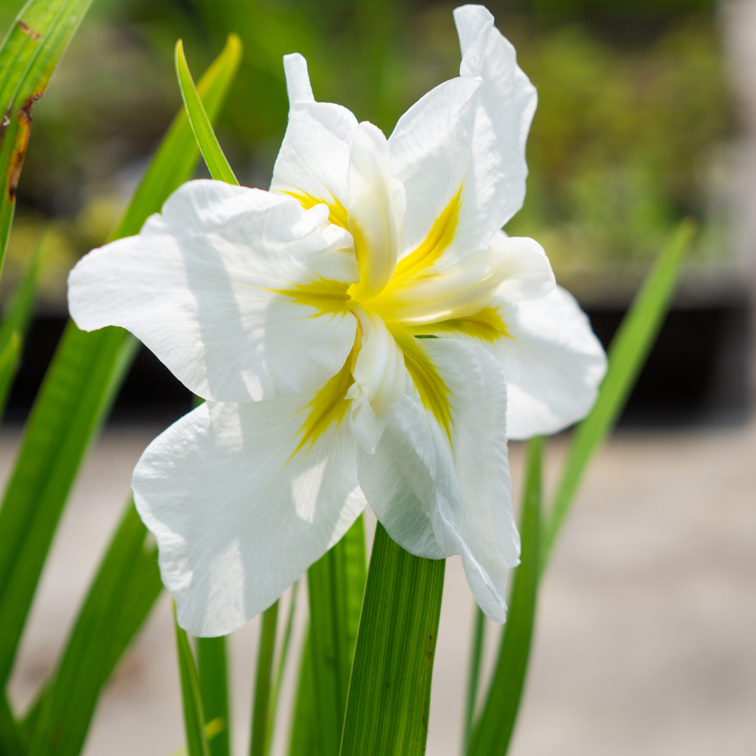 Iris Ensata White Lady - VivaiVanetti