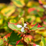 Houttuynia cordata camaleon - VivaiVanetti