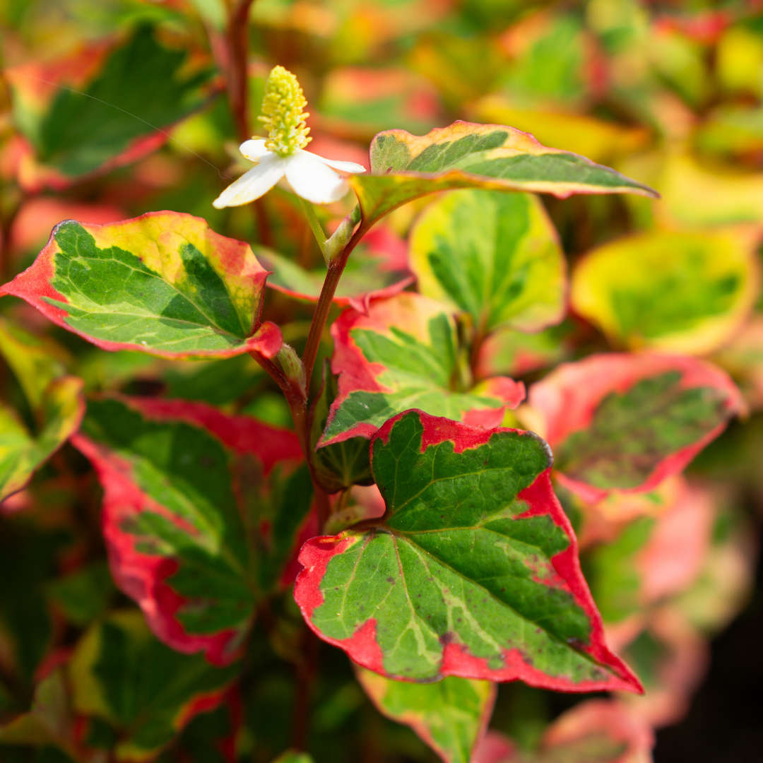 Houttuynia cordata camaleon - VivaiVanetti