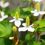 HOUTTUYNIA CORDATA - VivaiVanetti