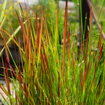 Imperata Cylindrica Red Baron - VivaiVanetti