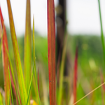 Imperata Cylindrica Red Baron - VivaiVanetti