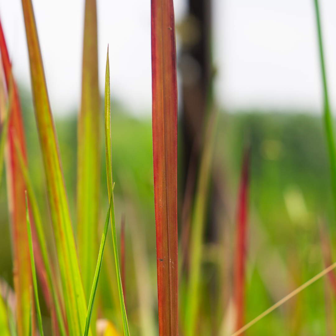 Imperata Cylindrica Red Baron - VivaiVanetti