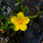 Jussiaea grandiflora-ludwigia uruguayensis - VivaiVanetti
