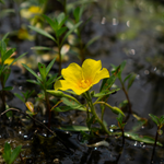 Jussiaea grandiflora-ludwigia uruguayensis - VivaiVanetti