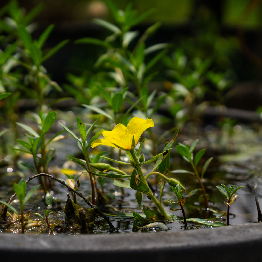 Jussiaea grandiflora-ludwigia uruguayensis - VivaiVanetti