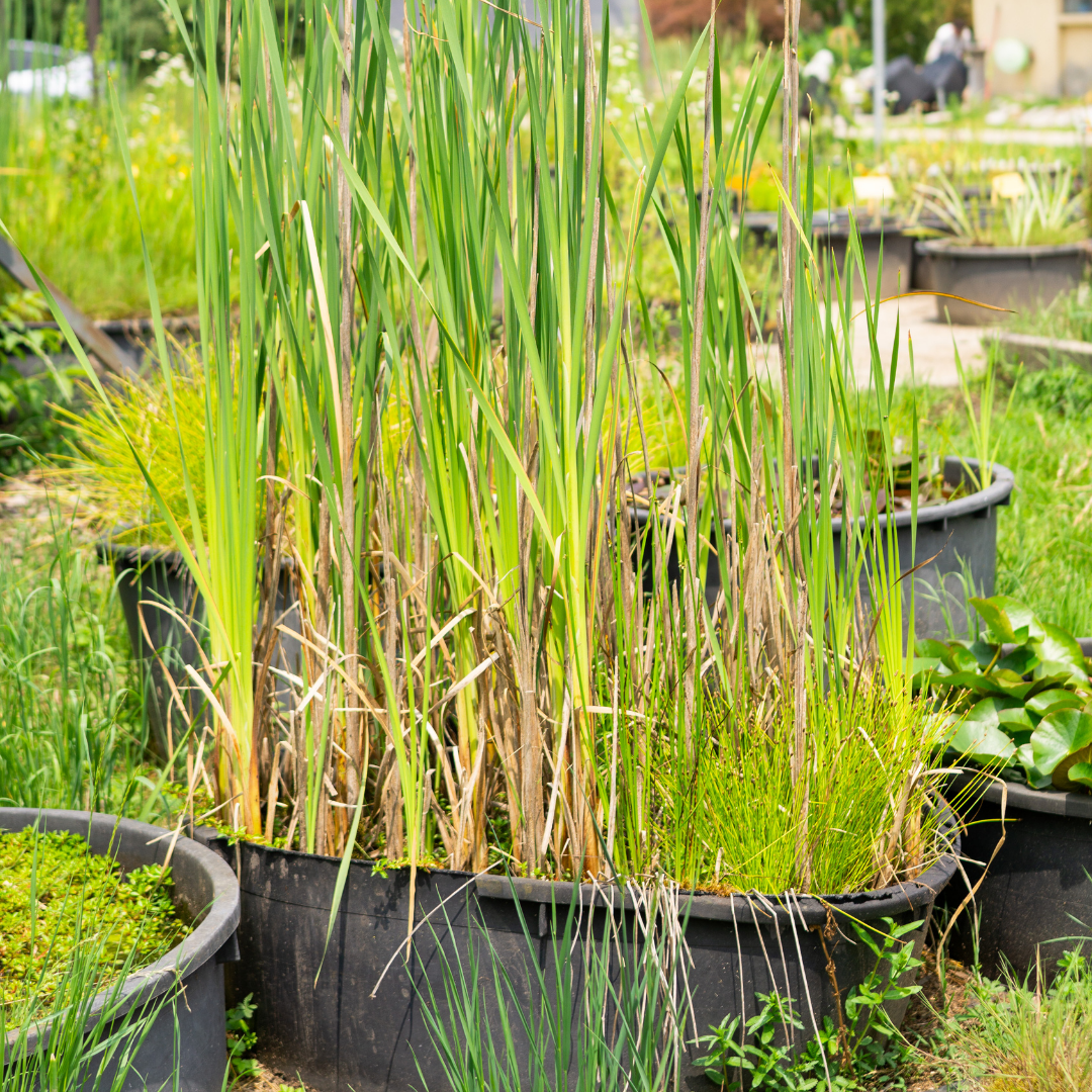 TYPHA LATIFOLIA (Mazza sorda) - VivaiVanetti