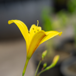 Hemerocallis Corky - VivaiVanetti