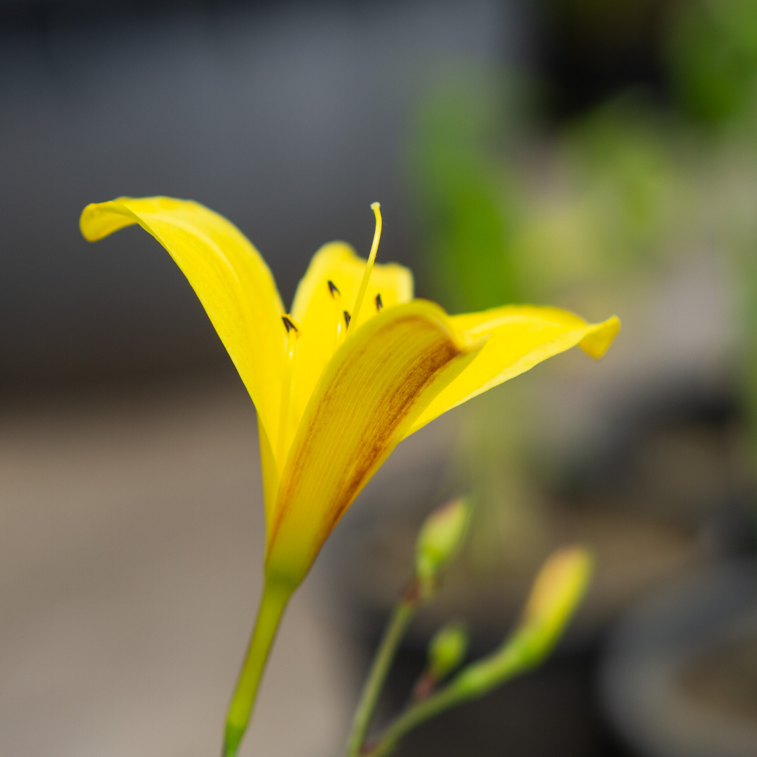 Hemerocallis Corky - VivaiVanetti