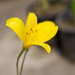 Hemerocallis Corky - VivaiVanetti