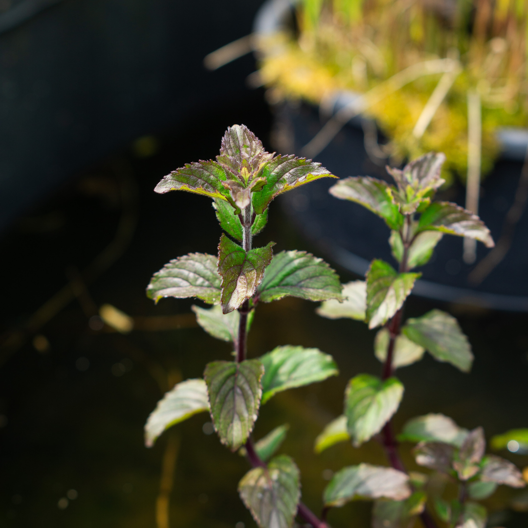 MENTHA AQUATICA RUBRA - VivaiVanetti