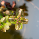 MENTHA AQUATICA RUBRA - VivaiVanetti