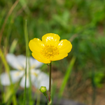 Ranunculus lingua grandiflora - VivaiVanetti
