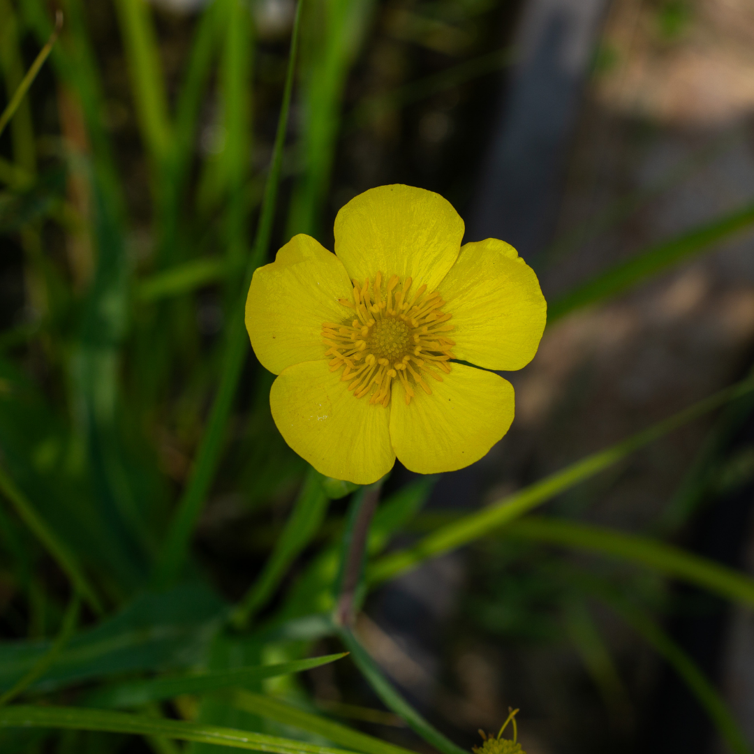 Ranunculus lingua grandiflora - VivaiVanetti