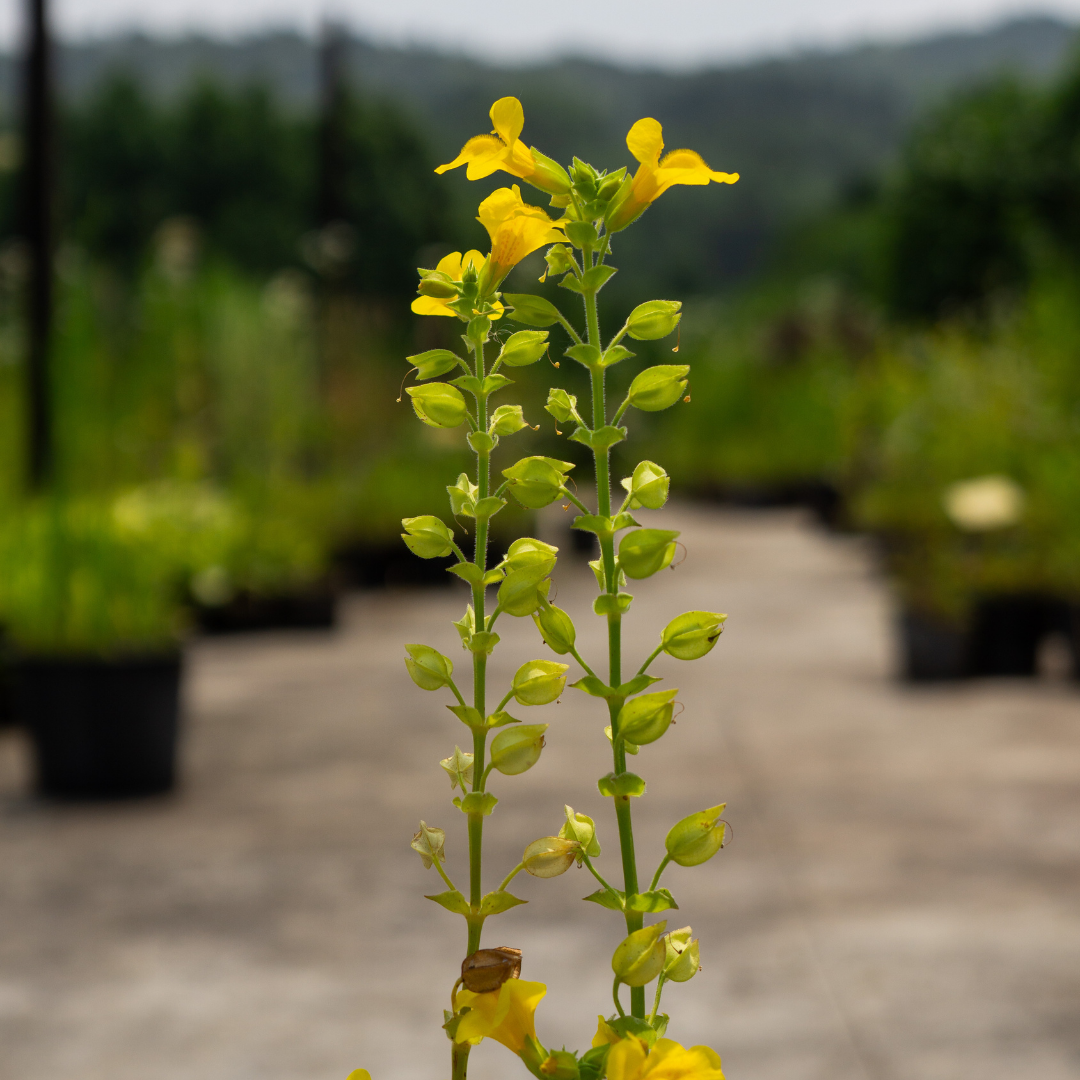 MIMULUS LUTEUS - VivaiVanetti