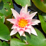 Amabilis – Ninfea rosa chiaro con stami arancioni - VivaiVanetti