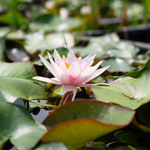 Amabilis – Ninfea rosa chiaro con stami arancioni - VivaiVanetti