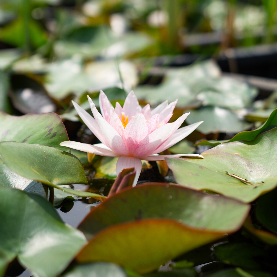 Amabilis – Ninfea rosa chiaro con stami arancioni - VivaiVanetti