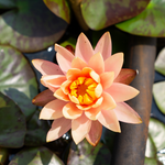 Ninfea PEACE LILY - VivaiVanetti