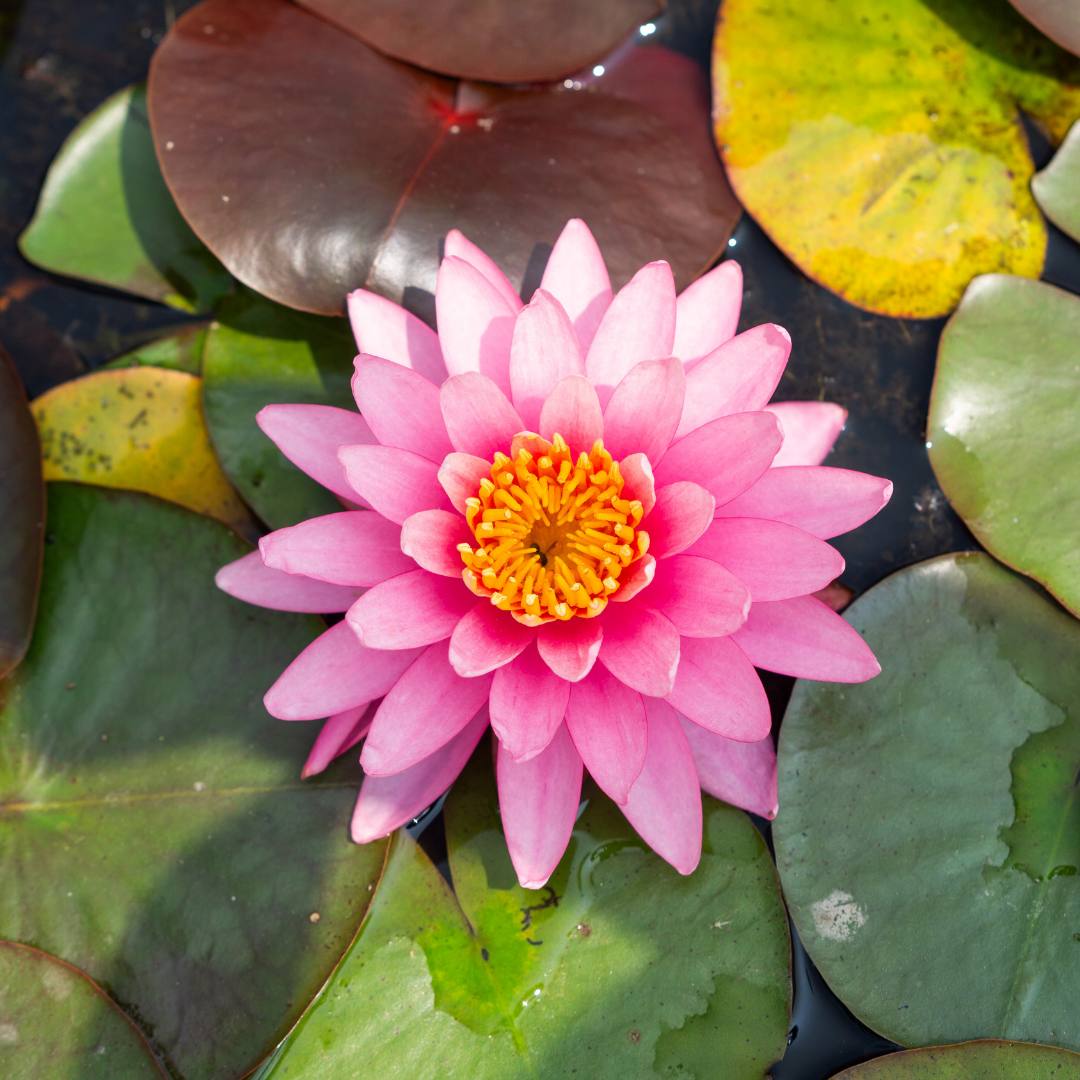Ninfea PERRY'S PINK - VivaiVanetti