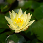 Ninfea ODORATA SULPHUREA - VivaiVanetti
