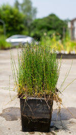 Equisetum Scirpoides - VivaiVanetti