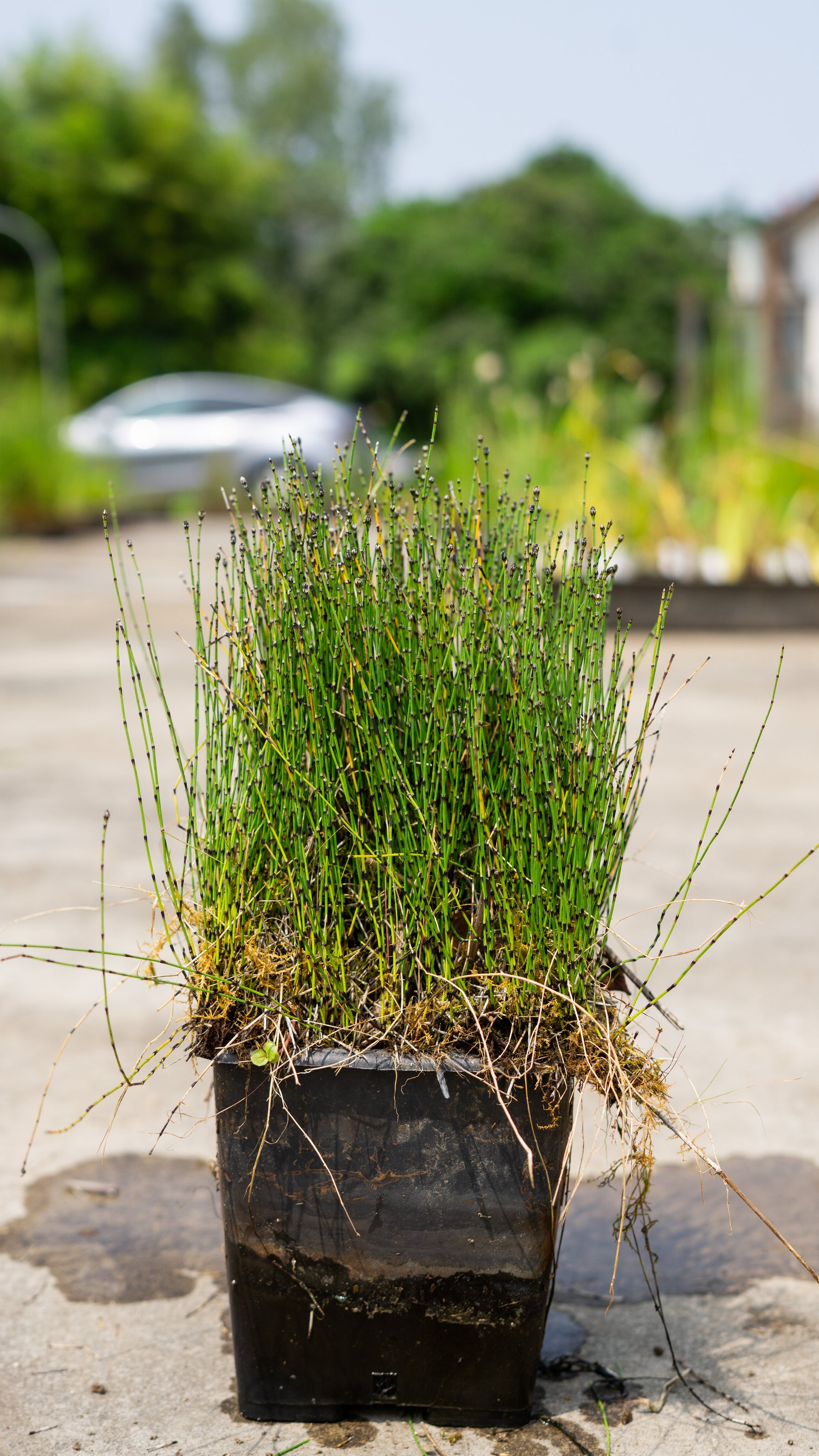 Equisetum Scirpoides - VivaiVanetti