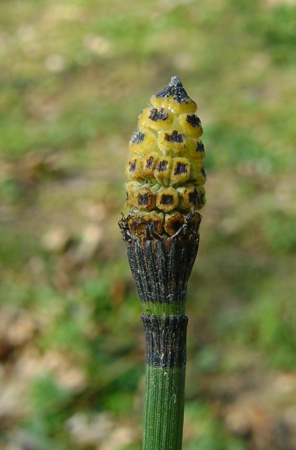 Equisetum Hiemale - VivaiVanetti