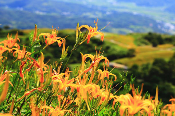 Hemerocallis Corky - VivaiVanetti