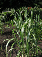 Miscanthus condensatus cabaret - VivaiVanetti