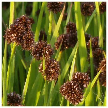 Juncus ensifolius - VivaiVanetti