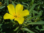 Jussiaea grandiflora-ludwigia uruguayensis - VivaiVanetti