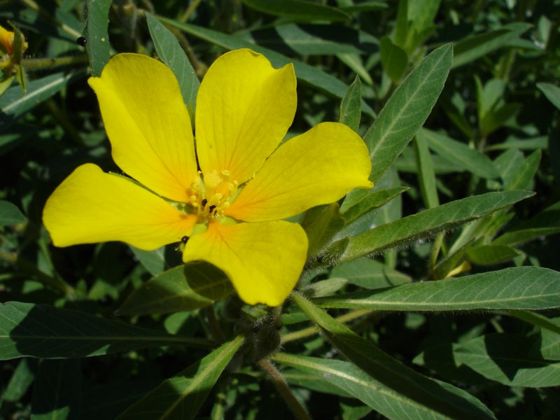 Jussiaea grandiflora-ludwigia uruguayensis - VivaiVanetti
