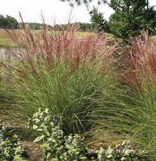 Miscanthus morninglight - VivaiVanetti