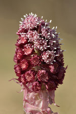 Petasites hybridus - VivaiVanetti