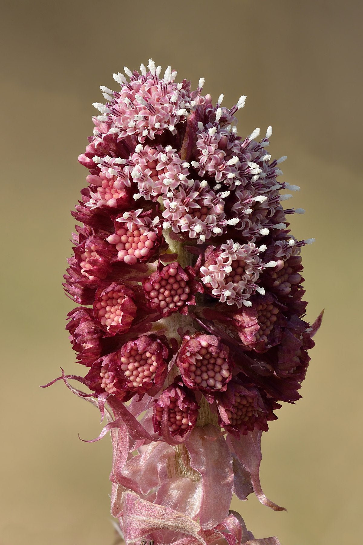 Petasites hybridus - VivaiVanetti