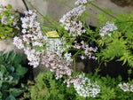 VALERIANA OFFICINALIS - VivaiVanetti