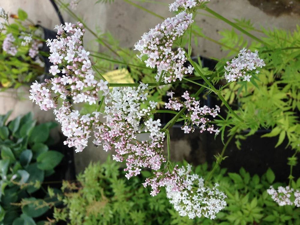 VALERIANA OFFICINALIS - VivaiVanetti