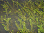 ELODEA CANADENSIS - VivaiVanetti