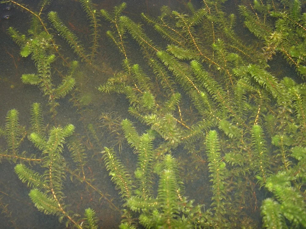 ELODEA CANADENSIS - VivaiVanetti