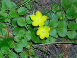 LYSIMACHIA NUMMULARIA - VivaiVanetti