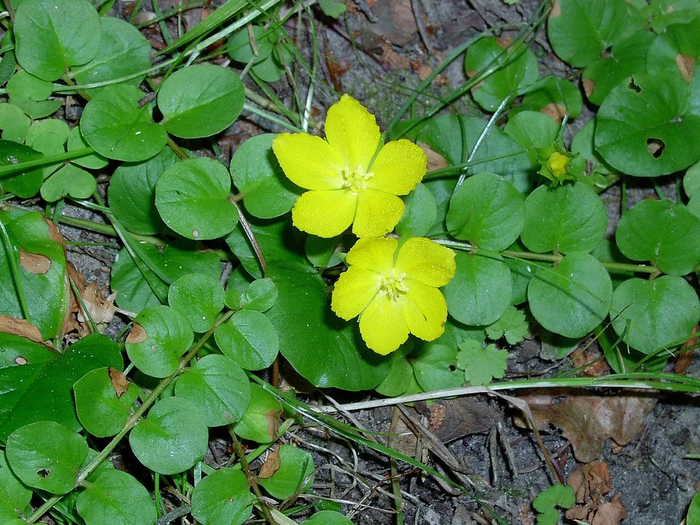 LYSIMACHIA NUMMULARIA - VivaiVanetti