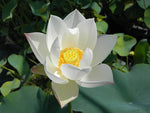 Nelumbo Children LOTUS - VivaiVanetti