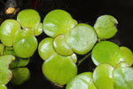 SPIRODELA POLYRHIZA (Lenticchia d'acqua maggiore) - VivaiVanetti