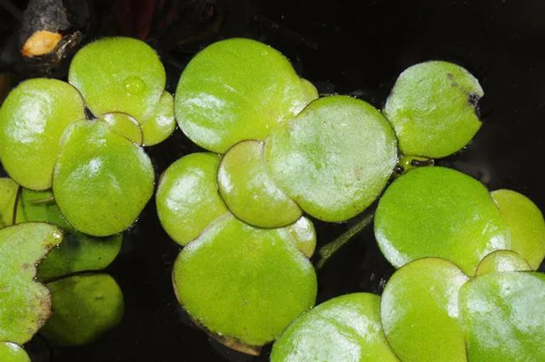 SPIRODELA POLYRHIZA (Lenticchia d'acqua maggiore) - VivaiVanetti
