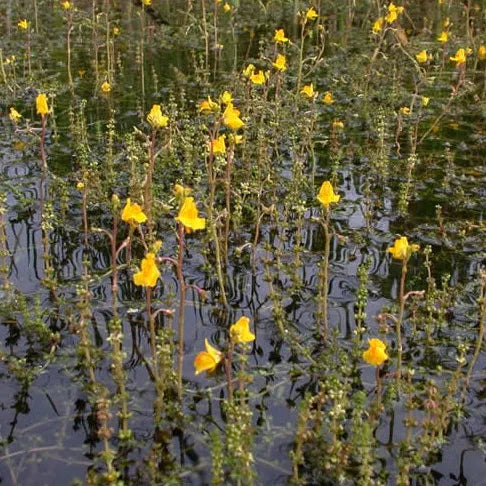 UTRICULARIA VULGARIS (Erba vescica) - VivaiVanetti