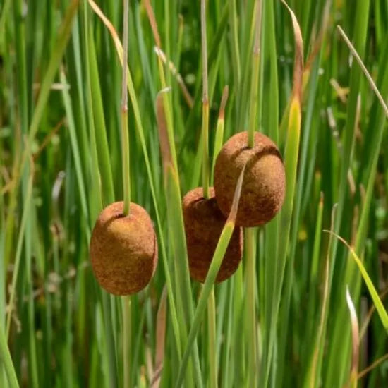TYPHA MINIMA - VivaiVanetti