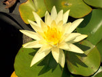 MARLIACEA CHROMATELLA - VivaiVanetti