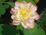 Mrs. Perry D. Slocum - VivaiVanetti